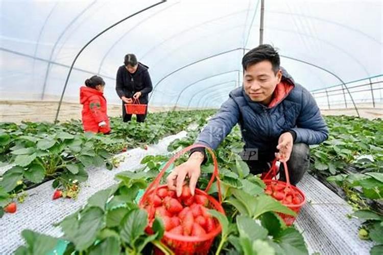 大棚草莓施肥方案