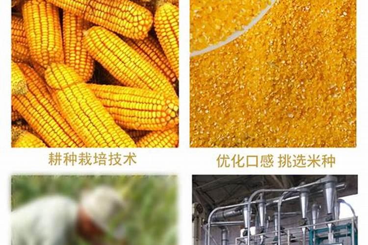 玉米硼肥啥时施最佳
