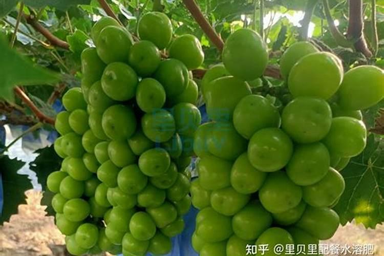 月季花冬季如何施肥效果最好,可以用水溶肥吗？