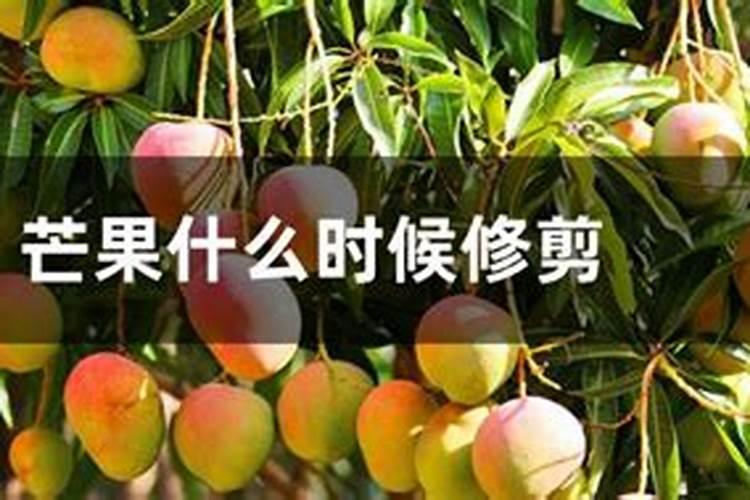 芒果冬季如何种植管理 安全过冬方法是什么