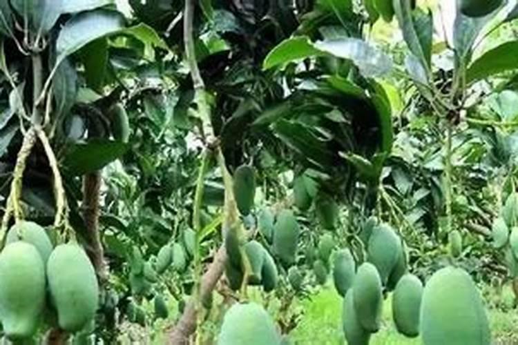 芒果对细菌性病害最好的药是什么