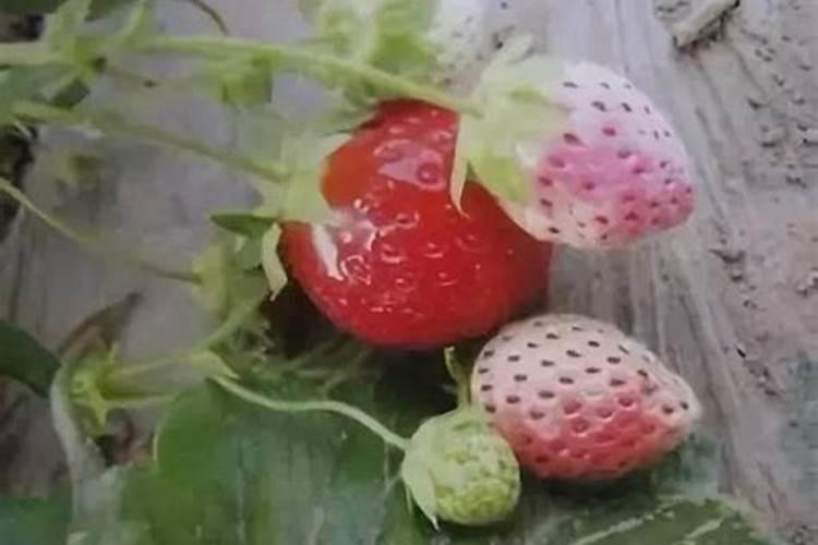 哪些花能浇醋水