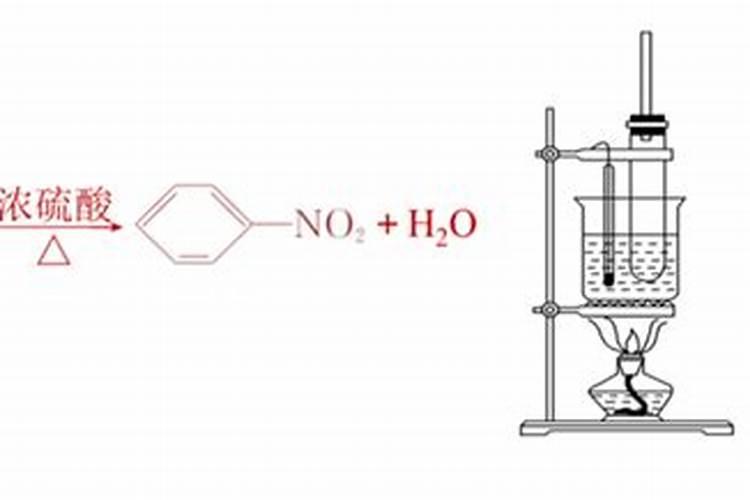 杨梅树苗冬天能移栽吗