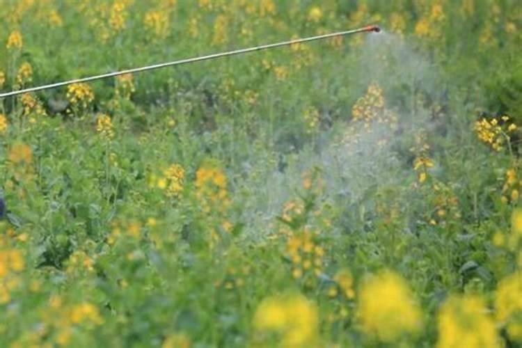 油菜什么时候喷施硼肥