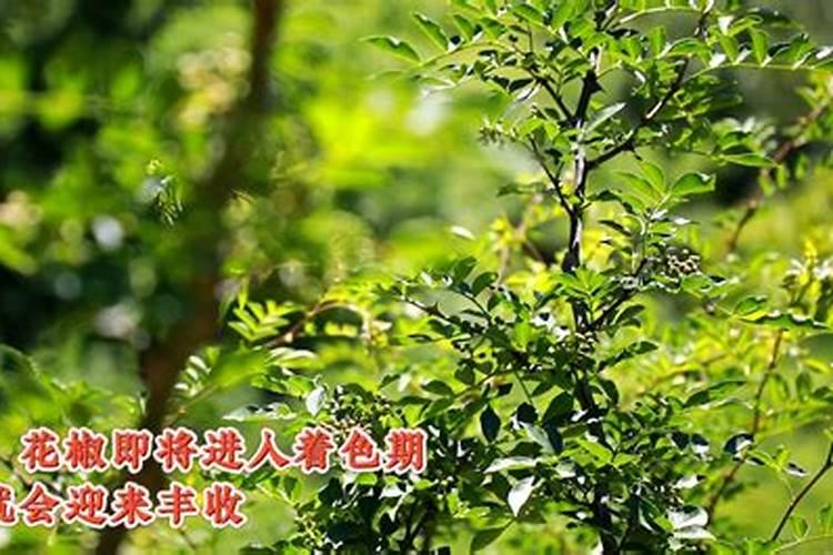花椒的施肥时间 花椒树什么时候施肥好