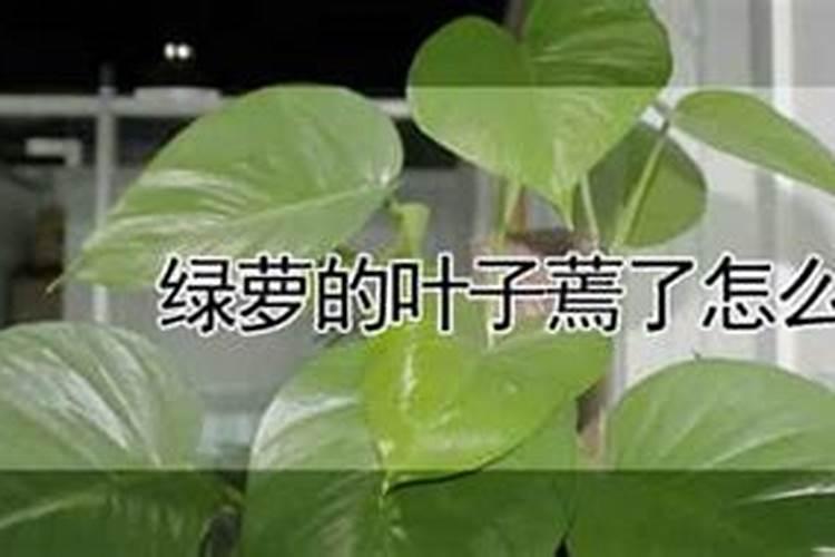 我家这个绿萝长的太快了怎么办