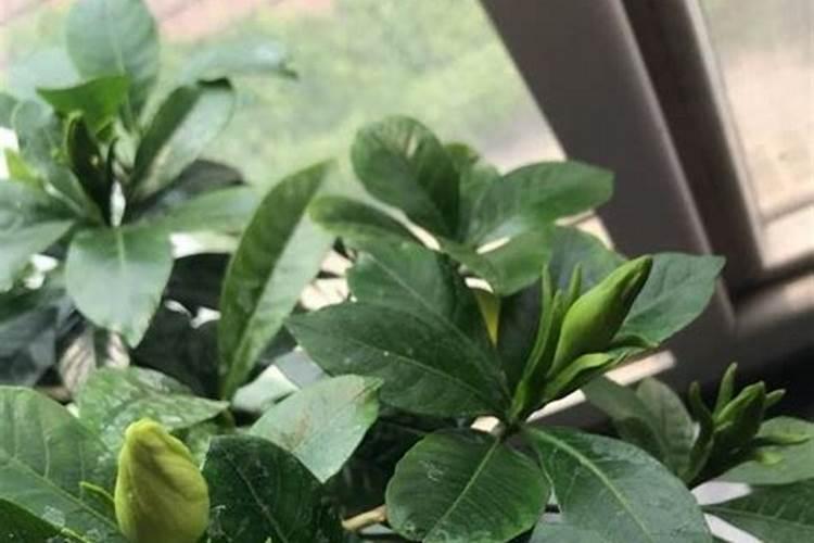 栀子花买来时都开花,怎么自己养就不开花了呢？