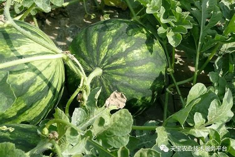 香瓜怎么施肥更大更甜 催甜可以打甜蜜素吗