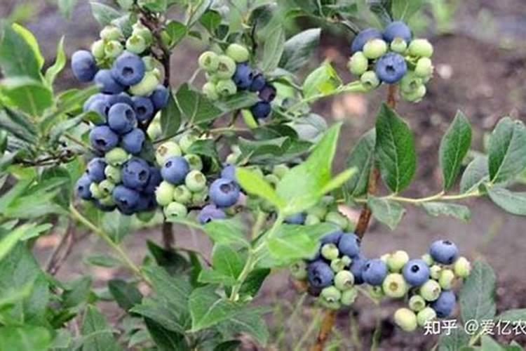 种蓝莓要用钙肥吗？什么类型的钙肥做冬肥好？