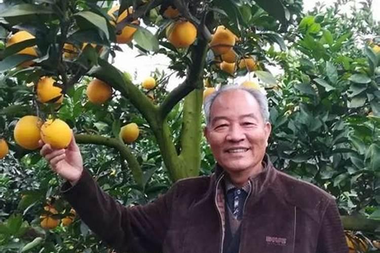 柑橘树什么时候施肥最好