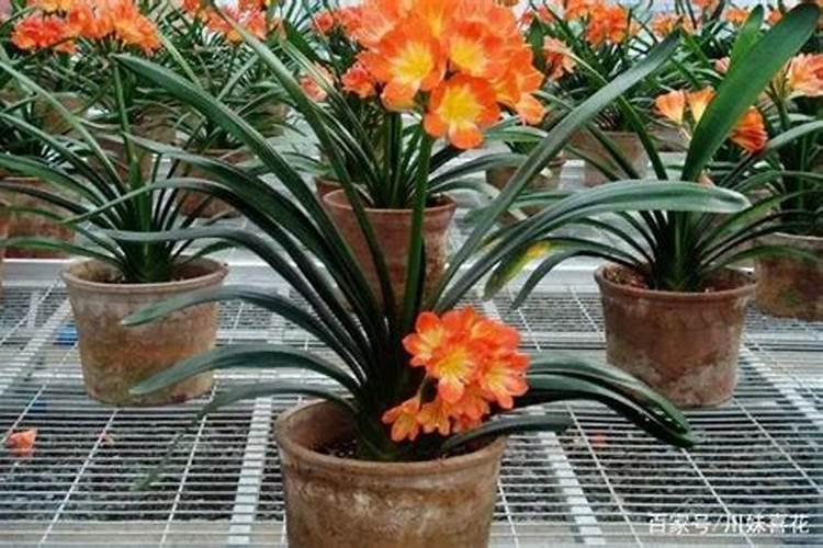 君子兰夏天能施肥吗