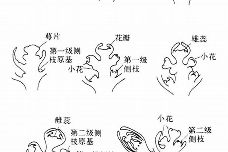 番茄开花阶段使用什么叶面肥效果好？