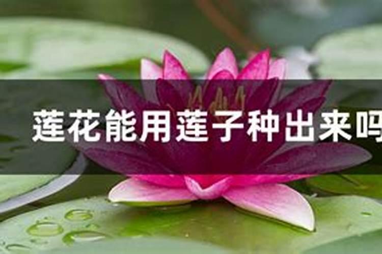用最简单的方法制作种菜肥料