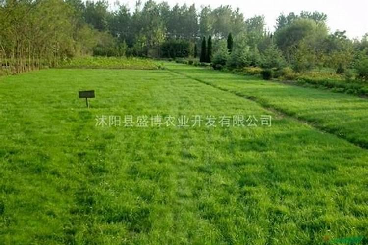 草坪专用肥洒上几天可以撒种子