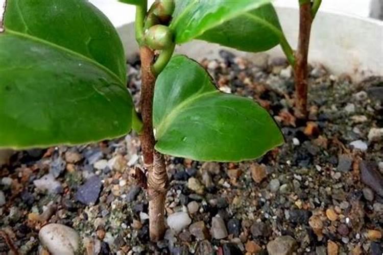 怎么给植物施肥