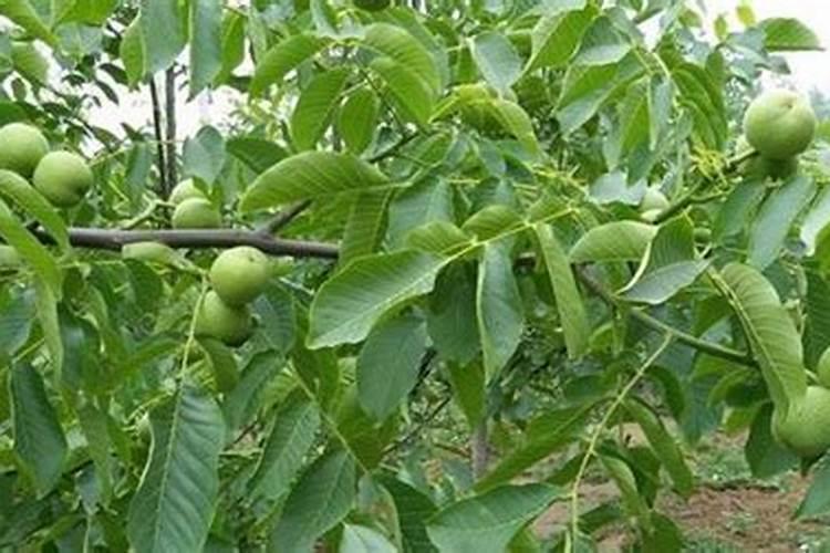 核桃树上什么肥料最好