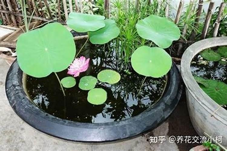 碗莲应该如何施肥