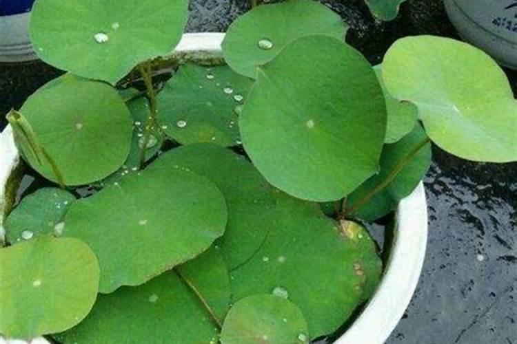 碗莲应该如何施肥