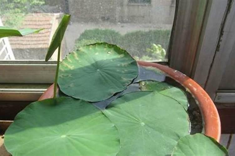 碗莲的种植方法碗莲怎么种
