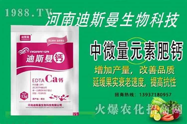云南荷兰紫菀种植