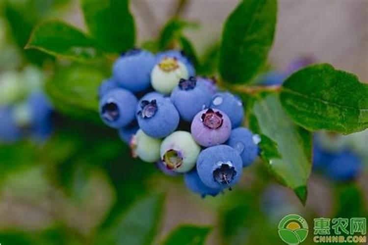 连翘的种植方法及管理技术