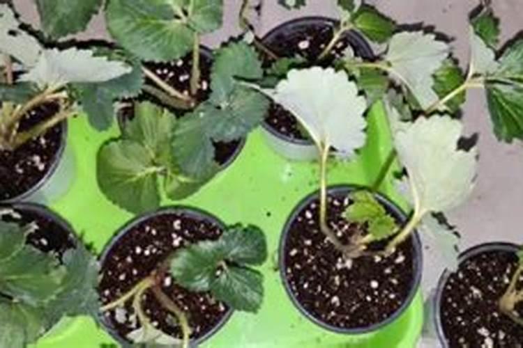 草莓苗什么时候施肥 草莓苗种植多久能施肥