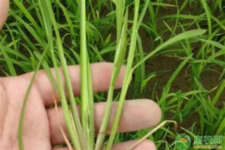 马蹄怎么种植高产,4个要点教你如何爆产马蹄