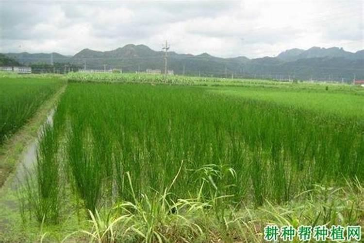马蹄怎么种植产量高