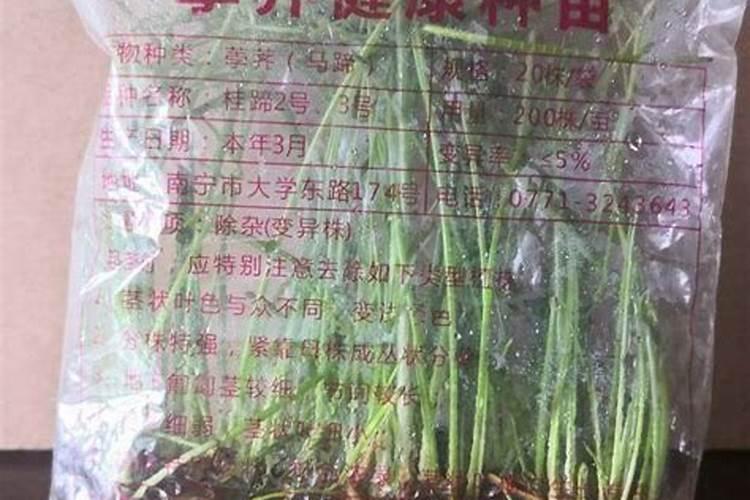 马蹄怎么种植 马蹄如何种植