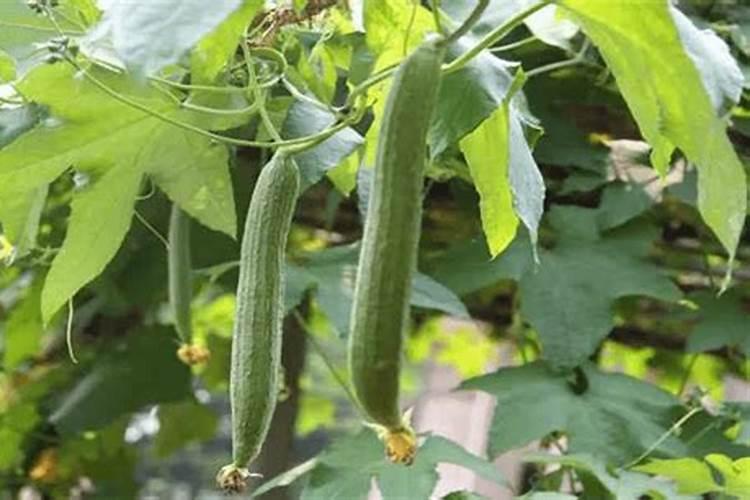 种冬瓜用什么肥料最好