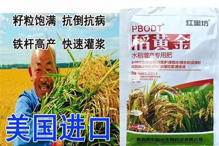 水稻几月几号施穗肥