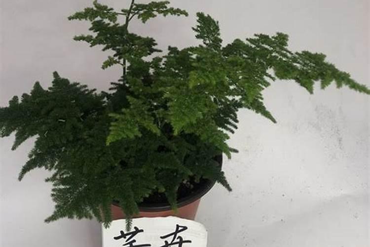 唐山云竹怎样养好