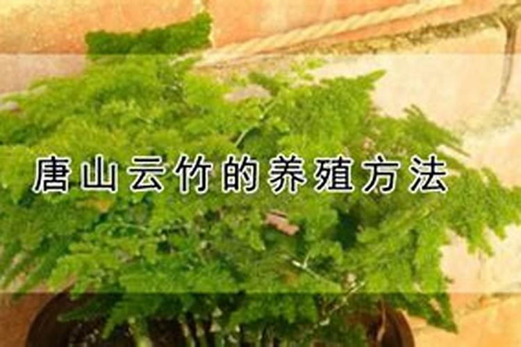 唐山云竹怎样养好 如何养