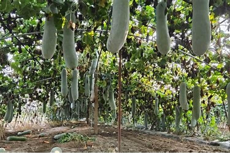 冬瓜刚结成瓜每每滴多少斤复合肥