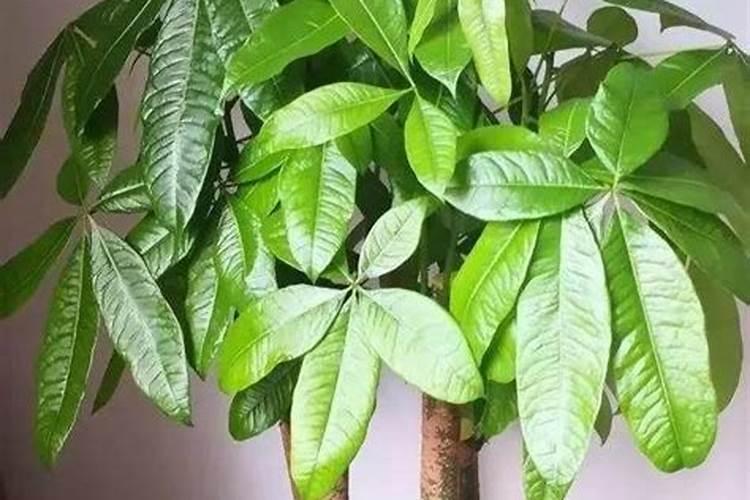 怎样做花土不烂根