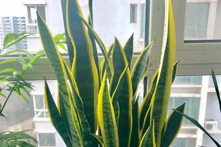 家里的作物生根状态差,怎样才能挽救它？