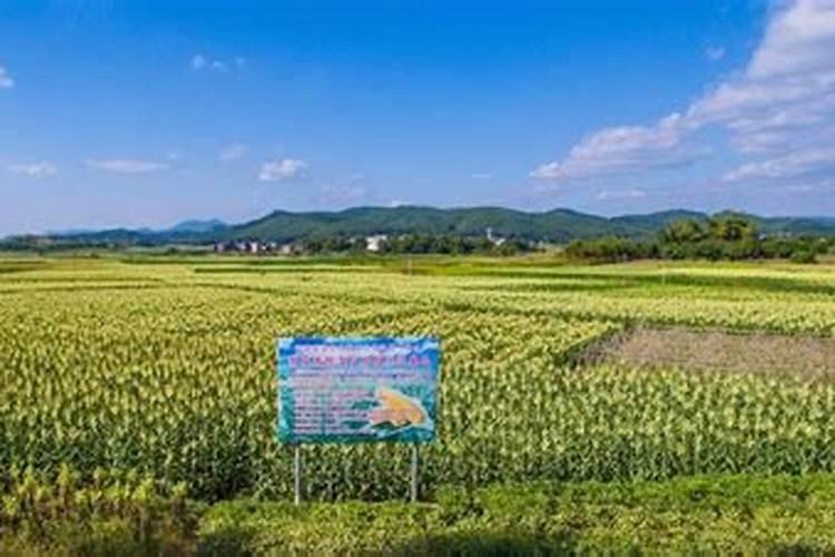 100亩打多少次农药