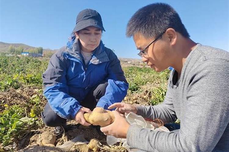 种土豆忌讳什么肥料,土豆的正确施肥用法
