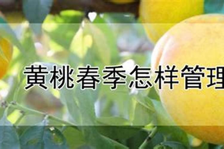 黄桃树什么时候施肥