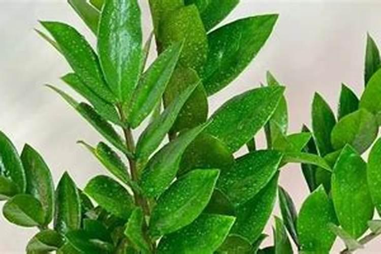 金钱树用什么肥料最好最旺盛