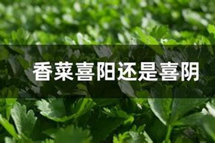 种香菜用什么肥料最好