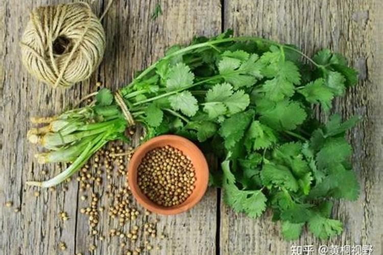 香菜施什么肥料长得快
