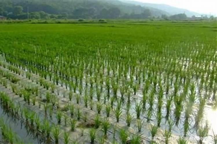直播水稻什么时间施钾肥二次除草什么时候最好怎么管理？