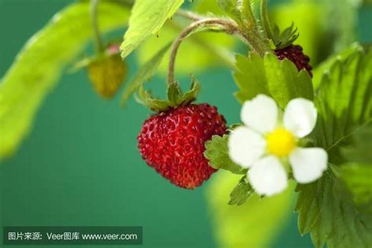 草莓施什么肥料果大？3类肥料农民朋友要把握好