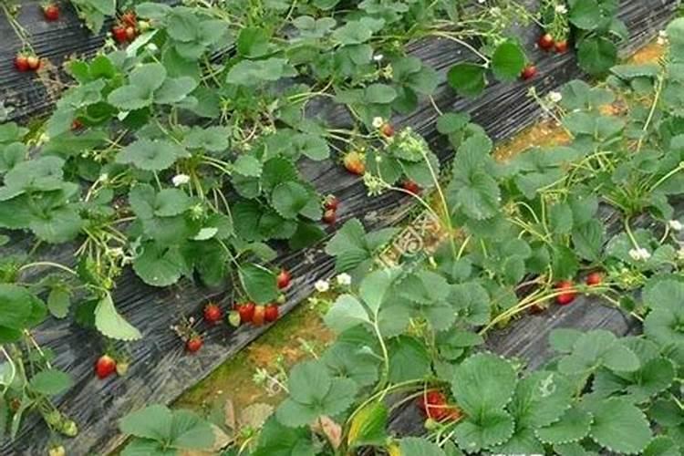 草莓膨果期用什么化肥好？草莓保花保果用什么水溶肥好？