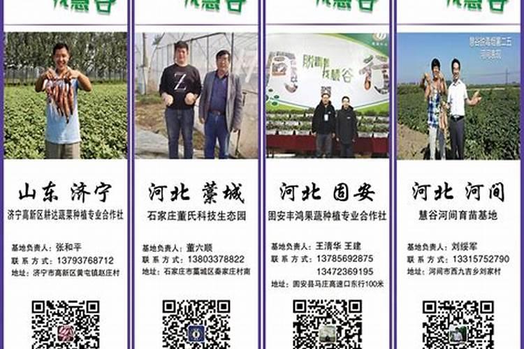 怎样进行简易无土育苗？