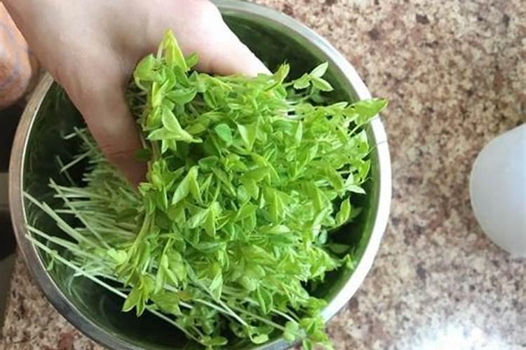 怎样在阳台上无土栽培蔬菜