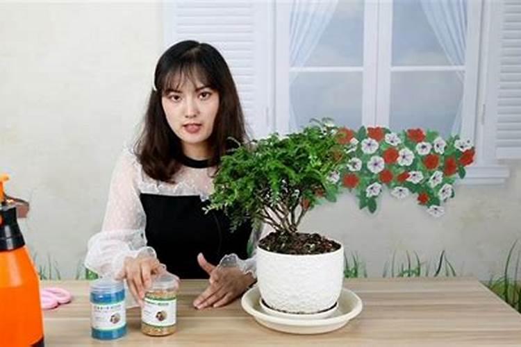 胡椒木盆栽的养殖方法和注意事项