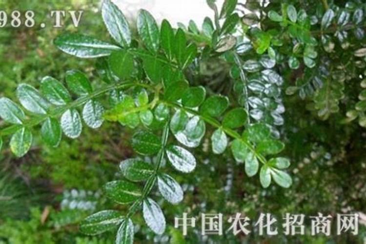 胡椒木怎样养才会长的好？