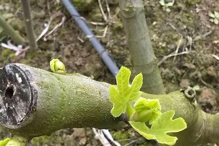无花果树什么时候施肥 无花果树施肥时间是什么时候